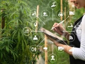 The Best Cannabis Business Social Network That You Can Get In Touch With