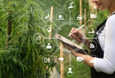The Best Cannabis Business Social Network That You Can Get In Touch With